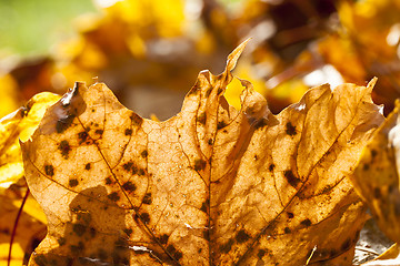 Image showing leaves in autumn park