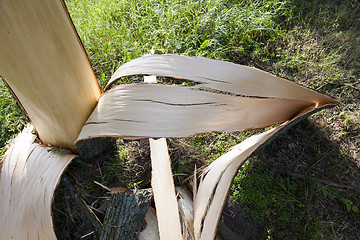 Image showing weathered wood broken