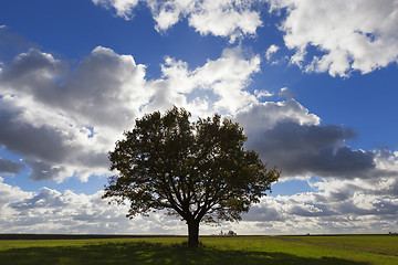 Image showing Nature in autumn season