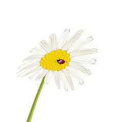 Image showing Closeup camomile flower with ladybug isolated on white backgroun