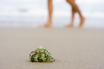 Image showing Shell on beach