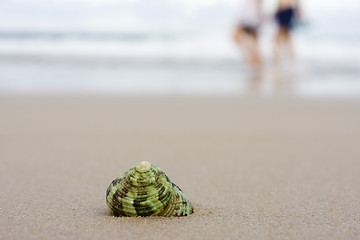 Image showing Shell on beach