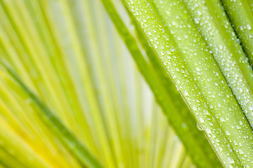 Image showing Drops of water on leaf of a palmtree