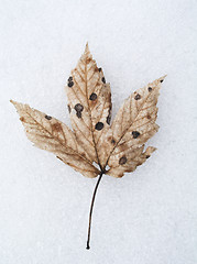 Image showing Leaf