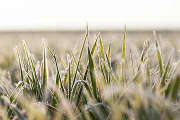 Image showing young grass plants, close-up