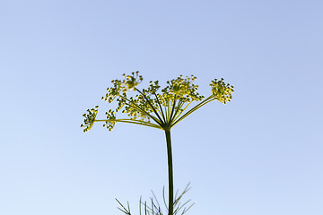 Image showing green umbrella dill