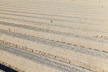 Image showing furrows in the field