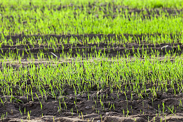 Image showing young grass plants, close-up