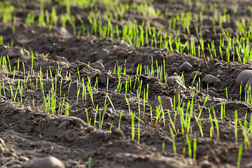 Image showing young grass plants, close-up