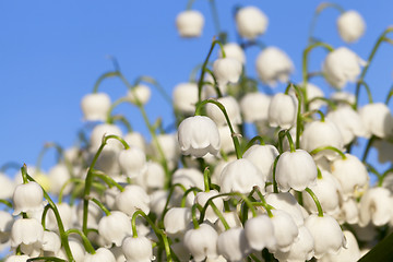 Image showing Forest lily of the valley close-up