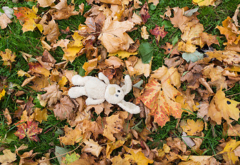 Image showing toy rabbit in fallen autumn leaves