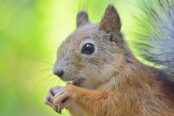 Image showing Squirrel close-up