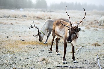 Image showing Reindeer grazing
