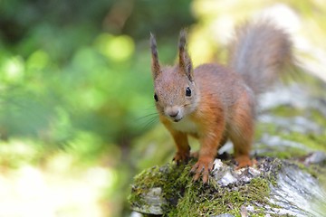 Image showing Squirrel close-up