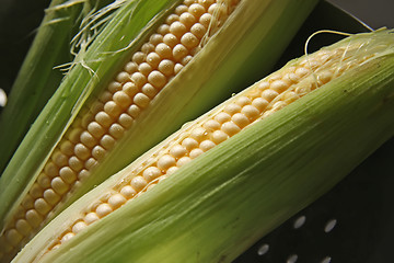 Image showing Fresh ears of corn