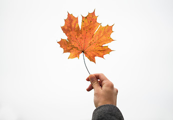 Image showing close up of woman hands with autumn maple leaves