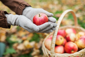 Image showing woman with basket of apples at autumn garden