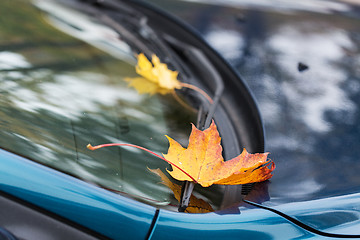 Image showing close up of car wiper with autumn leaves