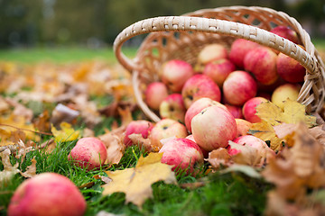 Image showing wicker basket of ripe red apples at autumn garden