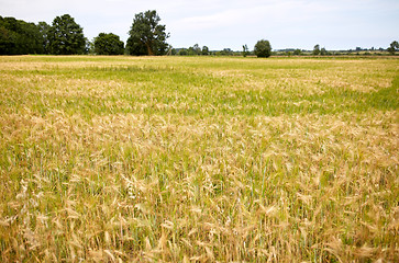 Image showing cereal field with spikelets of ripe rye or wheat