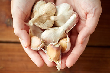 Image showing woman hands holding garlic