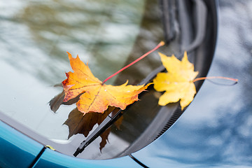 Image showing close up of car wiper with autumn leaves