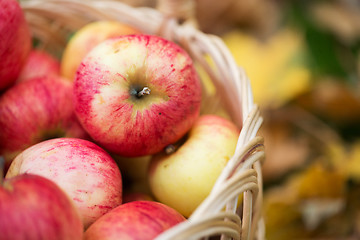 Image showing wicker basket of ripe red apples at autumn garden