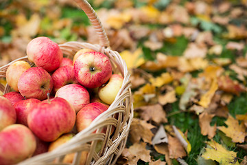 Image showing wicker basket of ripe red apples at autumn garden