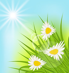 Image showing Summer nature background with daisy, grass, blue sky, sunny rays