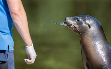 Image showing Adult sealion being treated - Selective focus on hand