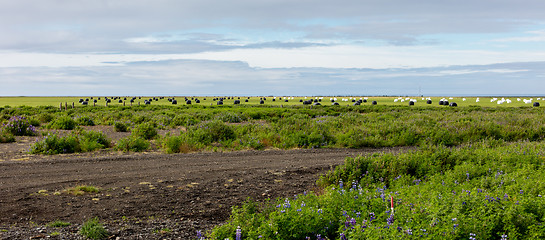 Image showing Hay bales sealed with plastic wrap