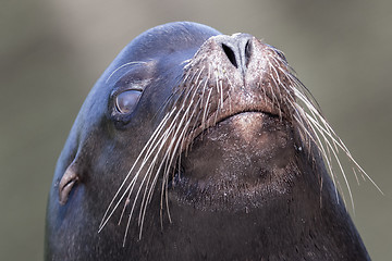 Image showing Sea lion closeup