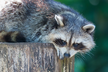 Image showing Adult racoon on a tree