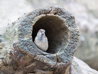 Image showing Sparrow in a hollow tree