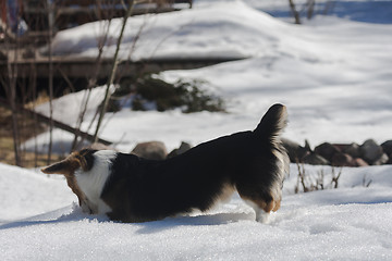 Image showing puppy playing in snow