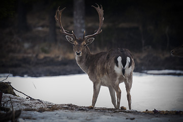 Image showing fallow deer