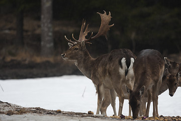 Image showing fallow deer