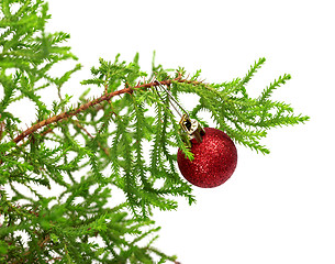 Image showing Branch of decorative home pine tree with red Christmas-tree ball