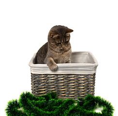 Image showing Gray cat sitting in wicker basket and looking down on Christmas 