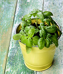 Image showing Fresh Green Basil