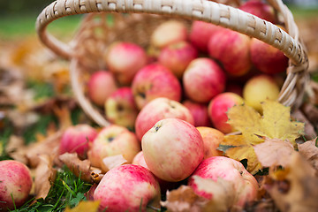 Image showing wicker basket of ripe red apples at autumn garden