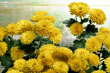 Image showing Yellow Chrysanthemum Bunch