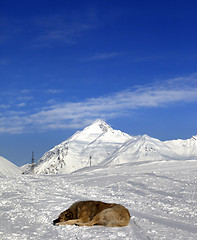 Image showing Dog sleeping on ski slope