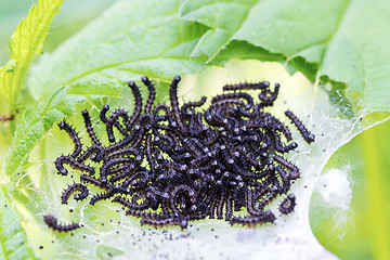 Image showing Black caterpillar in a web of.