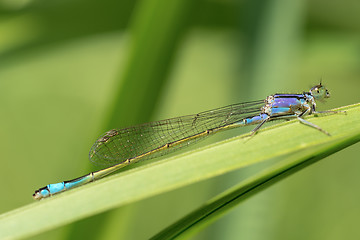 Image showing Blue dragonfly on green background.