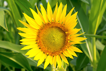 Image showing Sunflower on a green background.