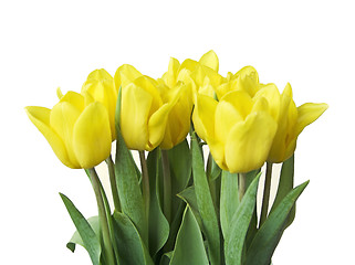 Image showing Tulips