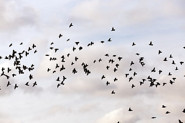 Image showing birds flying in the sky