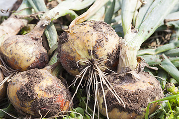 Image showing ripe onion head