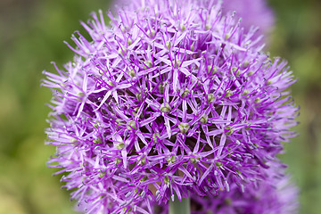 Image showing Flower onion, close-up